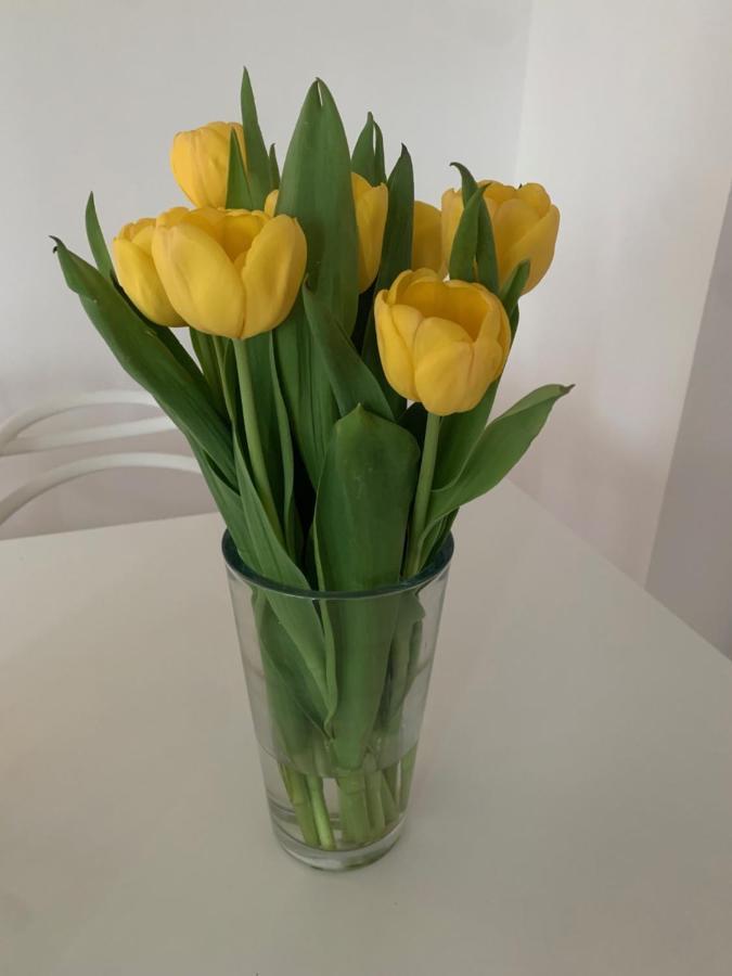 Relax Mit Garten - Lifestyle Am Bodensee, Fahrraeder & Parkplatz Inklusive Apartment Bregenz